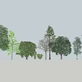 Diverse Arbor Trees With Various Foliage And Tall Trunks In Landscape 3d model