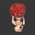 Detailed Fetal Model With Transparent Container And Red Organ Structure