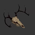 Detailed Deer Skull with Intricate Antlers and Natural Bone Texture