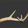 Single Natural Deer Antler With Smooth Texture Against Dark Background And Reflection 3d model