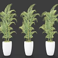 Three Green Palm Potted Plants in White Cylindrical Pots on Black Background 3d model