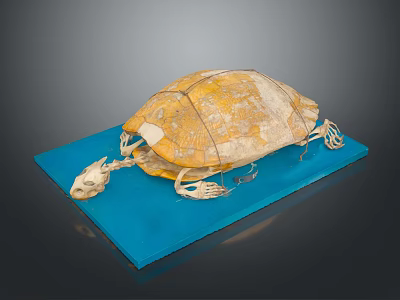 Detailed Turtle Skeleton Model Featuring Yellow Shell On Blue Display Base 3d model