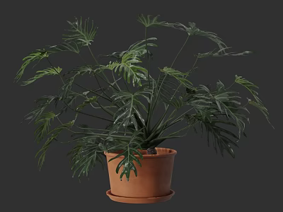 Lush Potted Plant with Feathery Green Leaves in Terracotta Pot for Indoor Decor 3d model