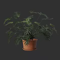 Lush Potted Plant with Feathery Green Leaves in Terracotta Pot for Indoor Decor