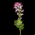 Pink Purple Flowering Plant With Green Leaves On Black Background