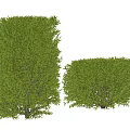 Well Trimmed Green Shrubs with Lush Foliage Tall and Short for Garden Landscaping