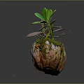 Small Plant With Green And Brown Leaves In Bark Like Spherical Pot On Gray Background