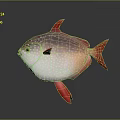 Vibrant Red and White Fish with White Spots Red Fins and Tail on Gray Background