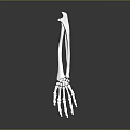 Skeletal Hand 3D Rendered Metallic Structure with Fingers Wrist and Arm Bones Detailed Anatomical Design