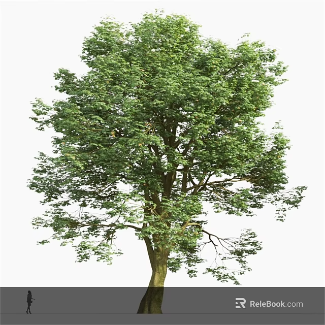 Lush Green Arbor Tree With Dense Foliage And Strong Trunk 3d model 