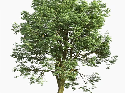 Lush Green Arbor Tree With Dense Foliage And Strong Trunk 3d model