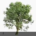Lush Green Arbor Tree With Dense Foliage And Strong Trunk 3d model