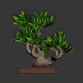 Elegant Bonsai Plant With Green Leaves And Brown Trunk In Square Pot