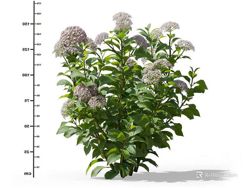 Lush Flowering Plant With Green Leaves And White And Pink Flowers 3d model 
