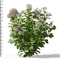 Lush Flowering Plant With Green Leaves And White And Pink Flowers