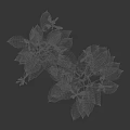 Green Yellow Variegated Leaf Flowering Plants Featuring Purple Bell Shaped Blooms and Height Scale