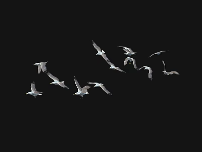 A Flock of Seagulls Flying Gracefully in Formation Against Black Background Sky 3d model