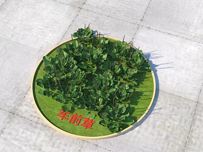 Plantain Herb Growing In Circular Green Grass Bed On Stone Pavement 3d model