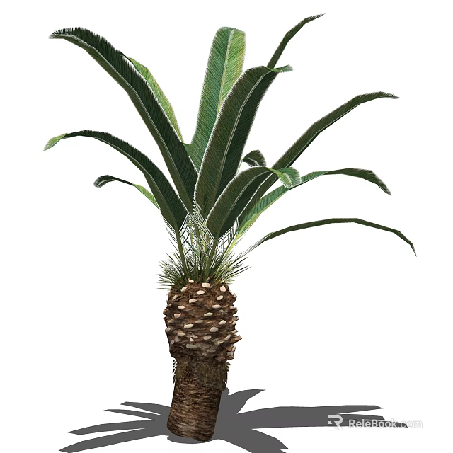 Cycas Tree With Large Feathery Green Leaves And Trunk Cone Structure 3d model 