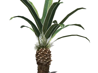 Cycas Tree With Large Feathery Green Leaves And Trunk Cone Structure 3d model