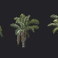 Three Palm Trees With Varied Green Leaves And Natural Trunks In Design