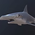 Realistic Hammerhead Shark Swimming With Open Mouth In Dark Ocean Background
