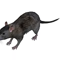 Realistic Gray Rat With Long Tail And Brown Spots On Fur