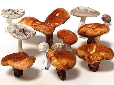 Different Kinds Of Fresh Healthy Mushrooms Showing Various Shapes And Colors 3d model