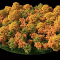 Lush Autumn Tree Combination With Yellow Orange Green Foliage Circular Arrangement