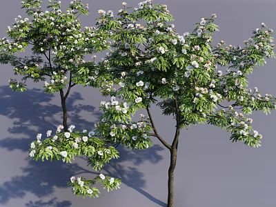 Elegant Arbor Tree With Lush Green Leaves White Flowers And Brown Trunk 3d model