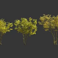 Cluster Red Maple Tree Sycamore Tree Acer maple Autumn Maple Leaf Garden Landscape Tree Street Tree Chinese Style National Style Ancient Tree 3d model