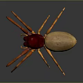 Red and Brown Body Spider with Orange Legs on Gray Background and Reflection 3d model