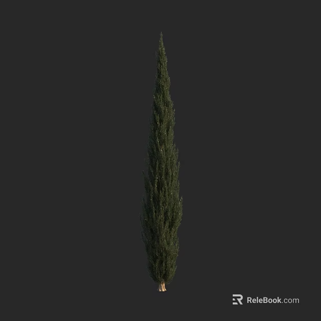 Tall Slender Evergreen Arbor With Lush Foliage For Garden Landscape Design 3d model 