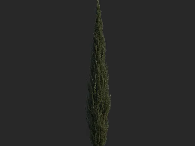 Tall Slender Evergreen Arbor With Lush Foliage For Garden Landscape Design 3d model