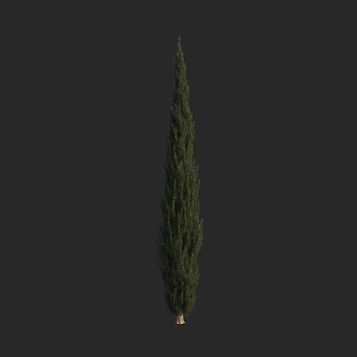Tall Slender Evergreen Arbor With Lush Foliage For Garden Landscape Design 3d model