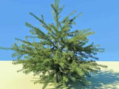 Tall Green Arbor With Lush Foliage On Sandy Ground Under Blue Sky 3d model