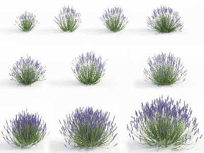 Vibrant Lavender Bushes In Various Growth Stages With Purple Blooms And Green Foliage 3d model