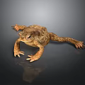 Brown Toad With Textured Skin Lying On Smooth Dark Surface With Reflection