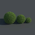 Three Green Round Shrubs in Different Sizes Arranged on Gray Background 3d model