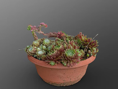 Succulent Plants In Terracotta Pot With Various Colored Leaves And Small Flower Buds 3d model