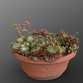Succulent Plants In Terracotta Pot With Various Colored Leaves And Small Flower Buds