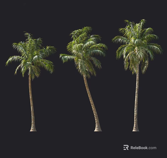 Tall Palm Trees With Green Leaves Isolated On Black Background 3d model 