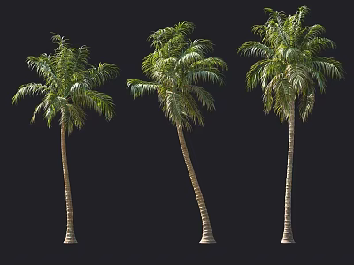 Tall Palm Trees With Green Leaves Isolated On Black Background 3d model