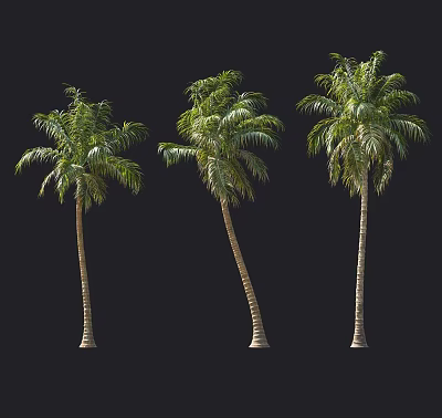 Tall Palm Trees With Green Leaves Isolated On Black Background 3d model