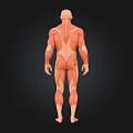 Human Muscular System Anatomical 3D Model Displaying Structure Details 3d model
