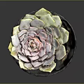 Small Succulent Plant in Gray Black Pot with Red Base and Label