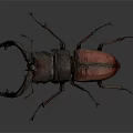 Detailed Close Up View Of Red And Black Reptile Lizard With Unique Body Structure On Gray Surface