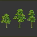 Three Different Sizes of Green Trees with Lush Foliage and Textured Trunks on Dark Background