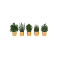 Decorative Ornament Set With Golden Pots And Fresh Herb Plants For Home Decor