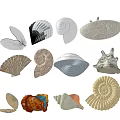 Unique Colorful Shell Shaped Decorative Ornament Set With Various Natural Styles For Home